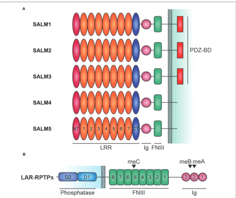 FIGURE 1 | Domain structure of Synaptic adhesion-like molecules (SALMs) and LAR-RPTPs