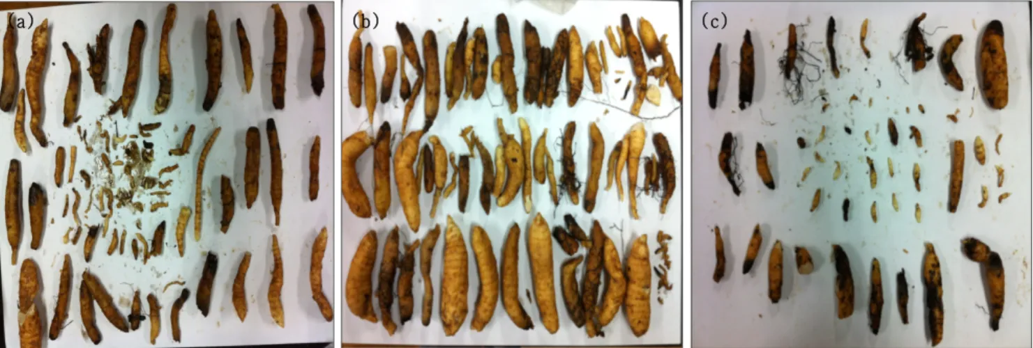 Figure  4.  Harvested  rhizome  of  G. elata  in  control(a),  temperature  increase(b)  and  CO 2 +temperature  increase(c).