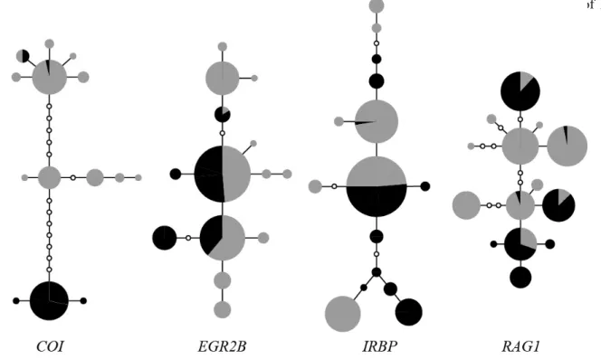 Figure  3.  Haplotype  network  of  the  four  genetic  loci.  The  circles  represent  each  haplotype  which  is  scaled  proportionally  by  relative  frequency