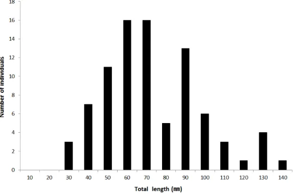 Figure  2.  Length  frequency  distributions  of  Coreoperca  herzi  n  the  Geum  Rver 시가 6∼7월로 확인되었다
