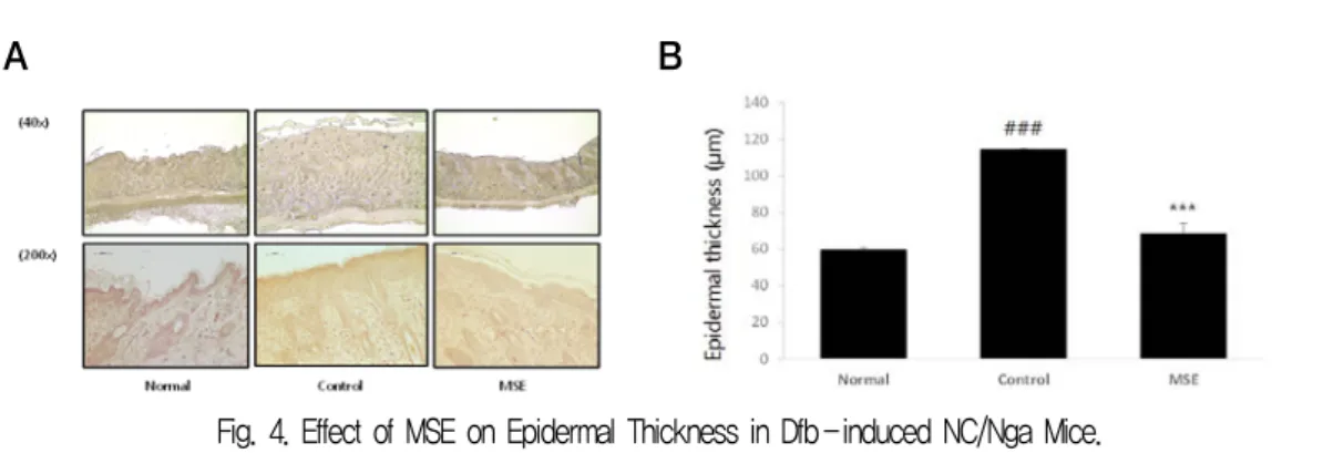 Fig. 4. Effect of MSE on Epidermal Thickness in Dfb­induced NC/Nga Mice. 