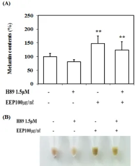 Fig. 7. H89  Suppress  Effect  of  EEP  on  the  Melanin  Synthesis in B16F10 Cells. 