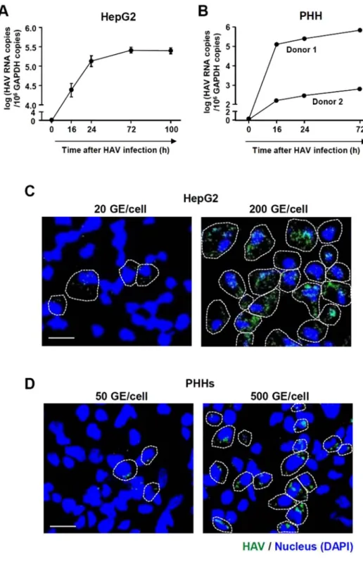 Figure 1.  Infection of HM-175/18 f HAV in HepG2 cells and PHHs. (A,B) HepG2 cells were infected with 