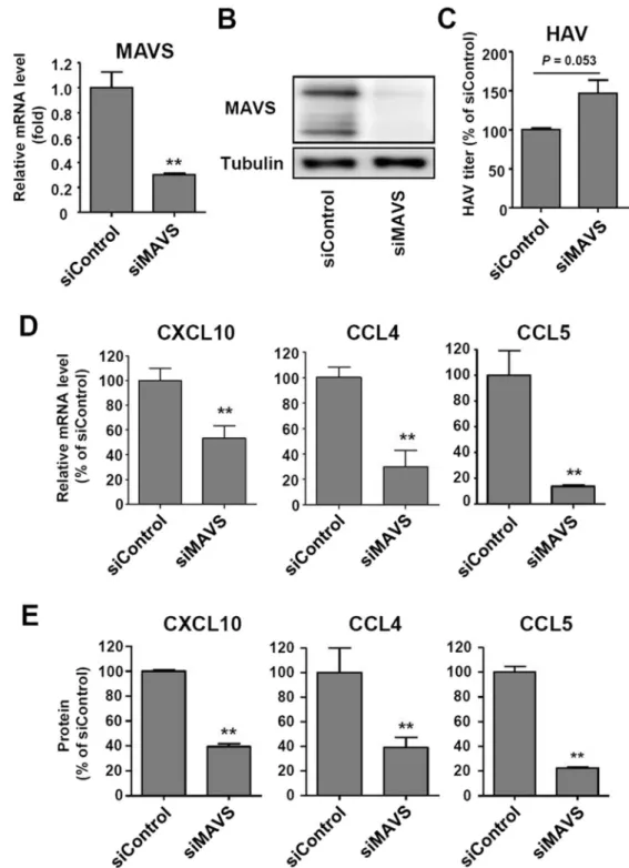 Figure 5.  MAVS-dependent production of CXCL10, CCL4, and CCL5 in HAV-infected cells. (A,B) HepG2 
