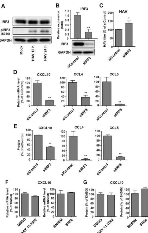Figure 6.  IRF3-dependent production of CCL4, CCL5, and CXCL10 in HAV-infected cells. (A) HepG2 