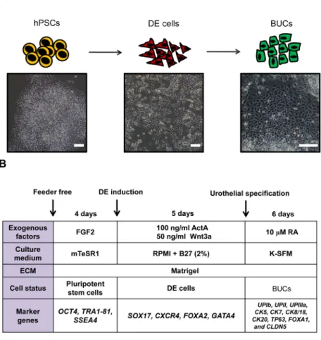 Figure 1. Schematic protocol for differentiation of human pluripotent stem cells (hPSCs)  into bladder urothelial cells (BUCs)