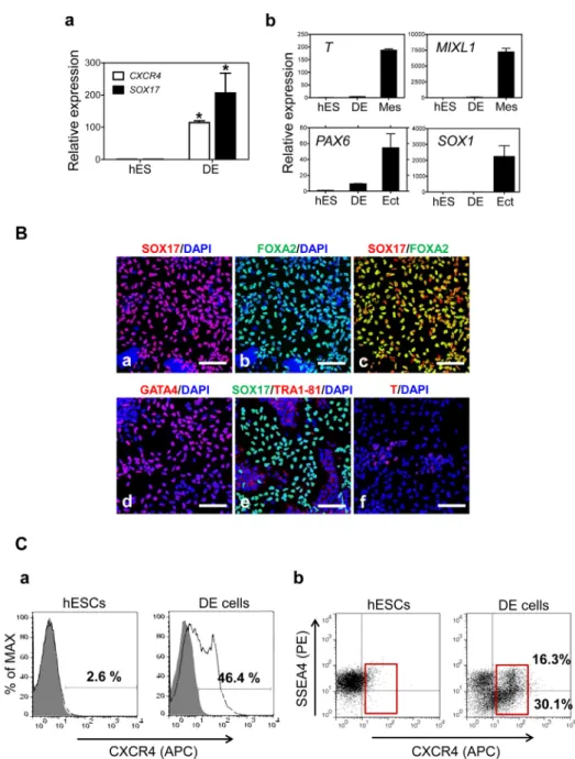 Figure 2. Induction of hESCs into DE cells. (A) (a) DE induction was confirmed by  transcriptional expression of the DE marker genes CXCR4 and SOX17