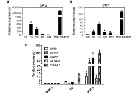 Figure 3. Specification of hESC-derived DE cells into BUCs. (A) Optimal timing for  induction of BUCs from DE cells was determined by transcriptional expression level of the  key marker genes (a) UPII (UROPLAKINII) and (b) CK7 (CYTOKERATIN 7), compared  to
