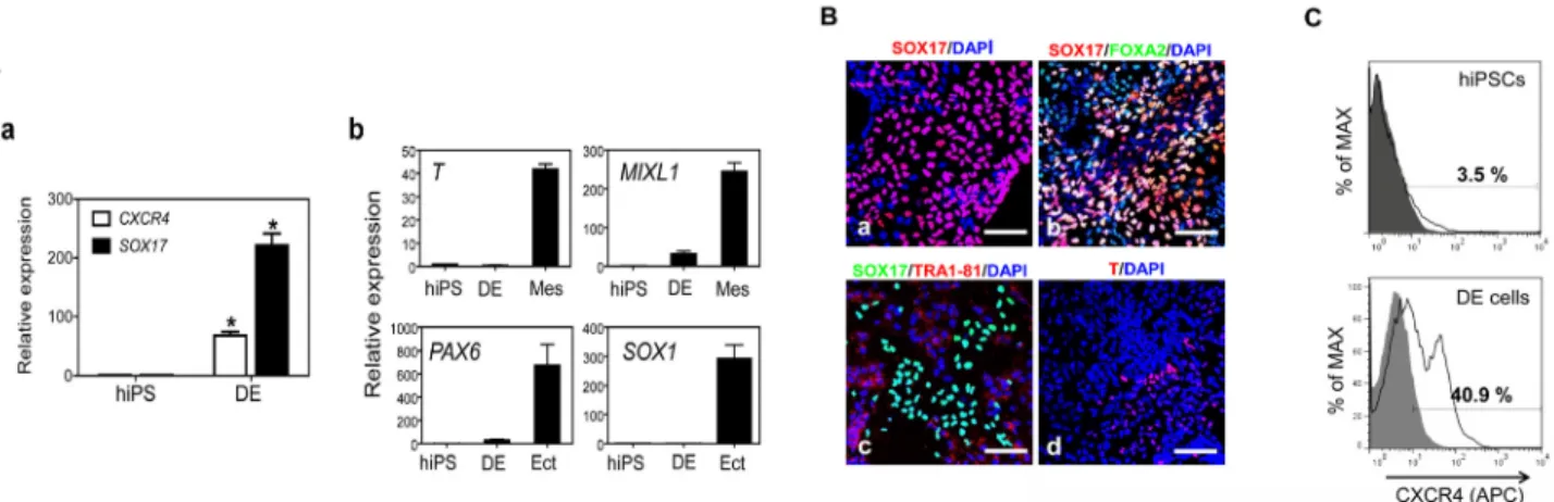 Figure 4. hiPSCs differentiate into DE cells. (A) (a) Transcriptional expression of the DE  marker genes CXCR4 and SOX17 in hiPSC-derived DE cells compared to undifferentiated  hiPSCs