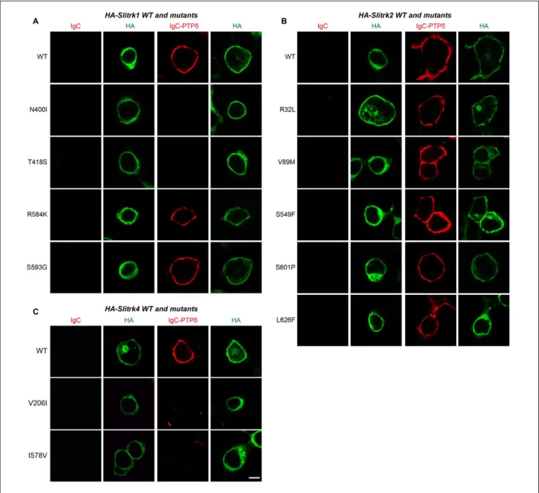 FIGURE 4 | Characterization of LAR-RPTP–binding properties of Slitrk mutations. Representative images of cell-surface–binding assays
