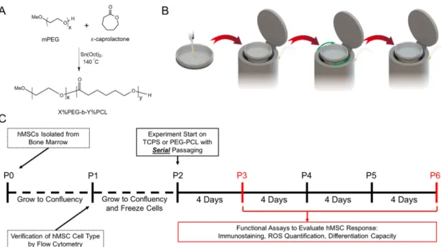 Figure 1. Experimental overview. (A) The poly(ethylene glycol)-poly(ε-caprolactone) (PEG-PCL) 