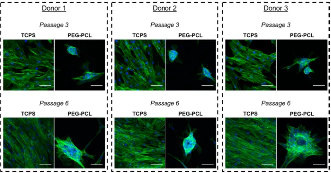 Figure 2. Morphological changes occur over serially passaging human mesenchymal stem cells on 
