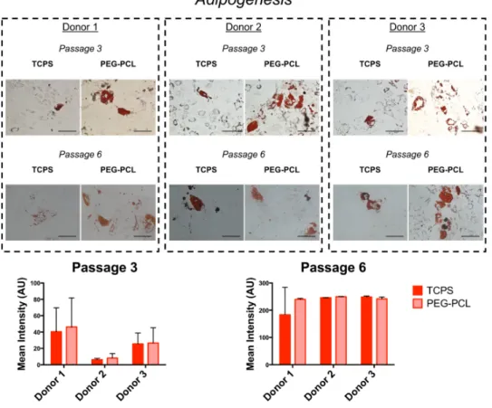 Figure 4. Osteogenic differentiation of hMSCs. Human mesenchymal stem cells (hMSCs) were stained with Alizarin Red after one month of osteogenic differentiation