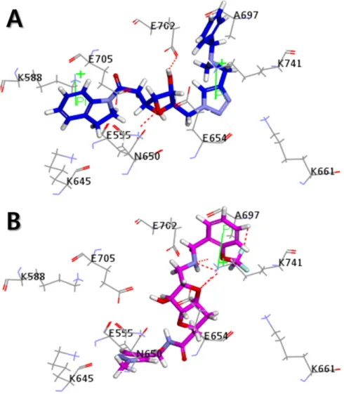Figure 7. Molecular docking results. 3D interaction diagram for the calcium-binding site of ANO1  with (A) ZINC8643627 (blue) and (B) ZINC225516955 (magenta)