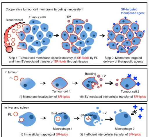 Figure 1 | Schematic representation of cooperative tumour cell membrane targeting nanosystem