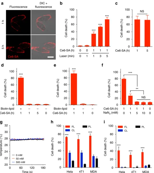 Figure 4 | Membrane-selective phototoxicity of tumour cells via cooperative membrane-targeted delivery