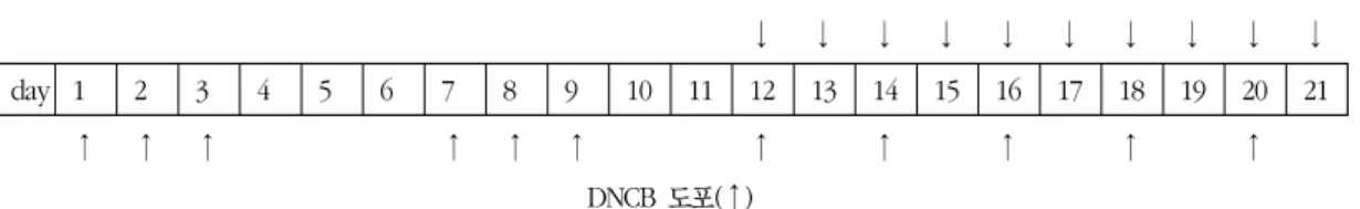 Table 2. Oral Administration and Spread of SRSM SRSM  경구  투여  및  도포(↓) ↓ ↓ ↓ ↓ ↓ ↓ ↓ ↓ ↓ ↓ day 1 2 3 4 5 6 7 8 9 10 11 12 13 14 15 16 17 18 19 20 21 ↑ ↑ ↑ ↑ ↑ ↑ ↑ ↑ ↑ ↑ ↑ DNCB  도포(↑) CBN)으로  총  5개  군으로  나누었다