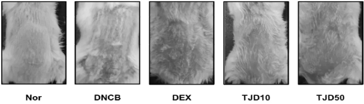 Fig. 2. Effects of TJ on clinical features of skin lesions in DNCB induced CD