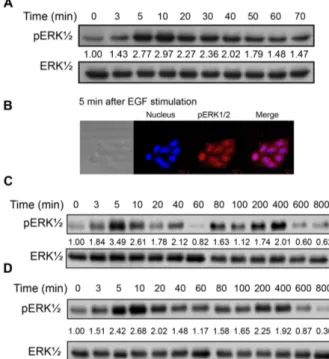 Fig. 1. Patterns of ERK activation in EGF-stimulated SW480 cells. 