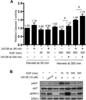 Fig. 4. Caspase 3 activity during the second activation phase and 