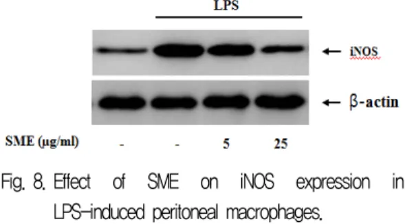 Fig. 8. Effect  of  SME  on  iNOS  expression  in  LPS-induced peritoneal macrophages.