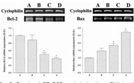 Fig. 1. Electrophoretic  analysis  of  the  genomic  DNA  in  DU145 cells. 