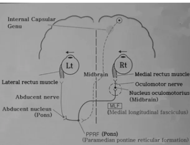 Fig. 6. Anatomic scheme for the synthesis of signals for  horizontal eye movements(Left lateral gaze) 2) .