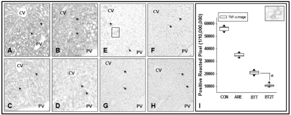 Fig. 3. The diminished fat liver through suppression of lipogenesis.