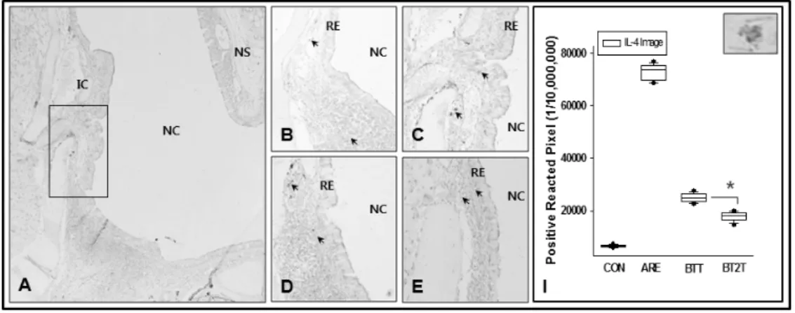Fig. 5. The regulation of Th2 differentiation by BT. 
