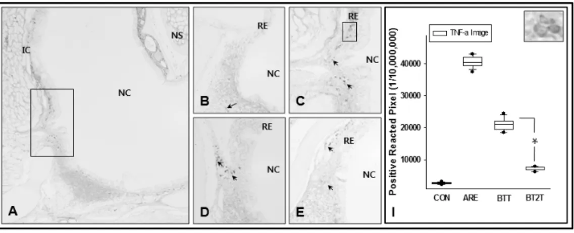 Fig. 6. The regulation of TNF-α differentiation by BT. 