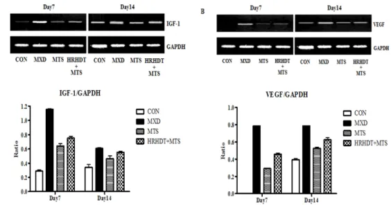 Fig.  11.  Effect  of  HRHDT  and  MTS  on  the  expression  of  IGF-1  (A)  and  VEGF  (B)  mRNA  in  an  alopecia  model  of  C57BL/6N  mice