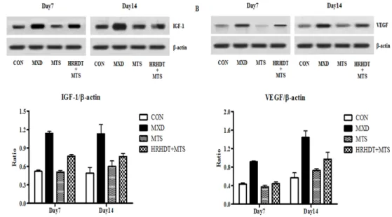 Fig. 13. Effect  of  HRHDT  and  MTS  on  the  expression  of  IGF-1  (A)  and  VEGF  (B)  protein  in  an  alopecia  model  of  C57BL/6N  mice
