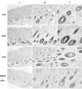 Fig. 15. Effect  of  HRHDT  and  MTS  on  the  histological  changes  in  an  alopecia  model  of  C57BL/6N  mice