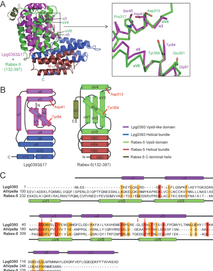 Fig 3. Lpg0393 has a Vps9-like domain. (A) Structural comparison with the catalytic core of Rabex-5
