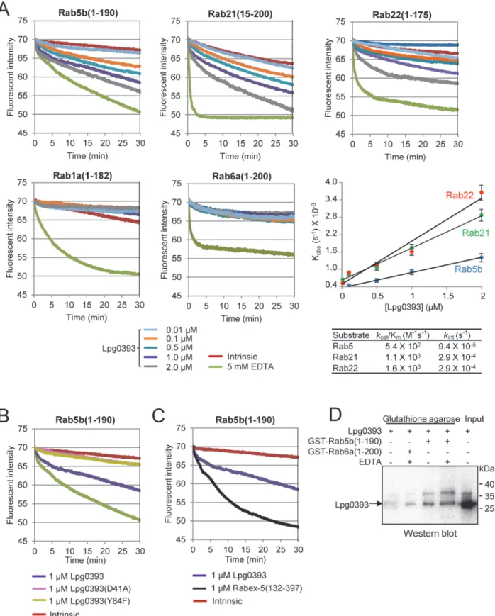 Fig 4. GEF activity assays. (A) Lpg0393 exhibits GEF activity towards Rab5, Rab21 and Rab22, but not Rab1 and Rab6