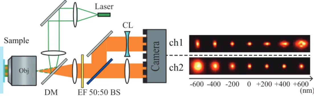 Fig. 1. Hybrid imaging system implemented by inserting a cylindrical lens in one channel of a biplane imaging system