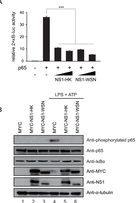 Fig 4. Downregulation of NF- κB activation by NS1 variants. (A) Downregulation of p65-mediated 2xκB- 2xκB-luc activity by NS1 variants