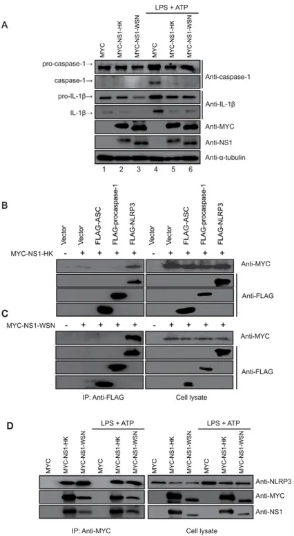 Fig 5. Downregulation effect of NS1 variants on the NLRP3 inflammasome and their interaction with NLRP3