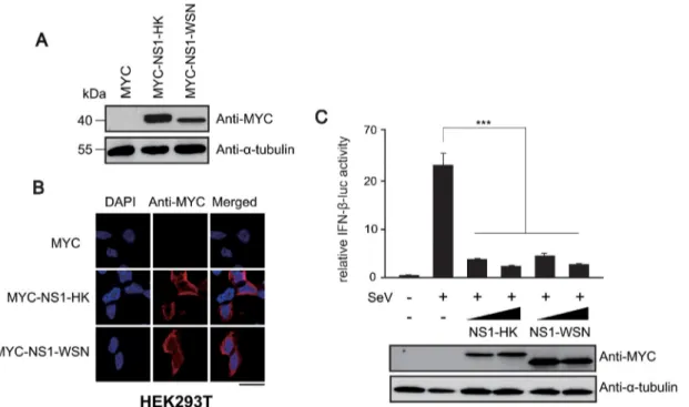 Fig 1. NS1 variants and their characterization. Plasmids expressing the NS1 variants NS1-HK and NS1-WSN were transiently transfected into HEK293T cells (A and B)