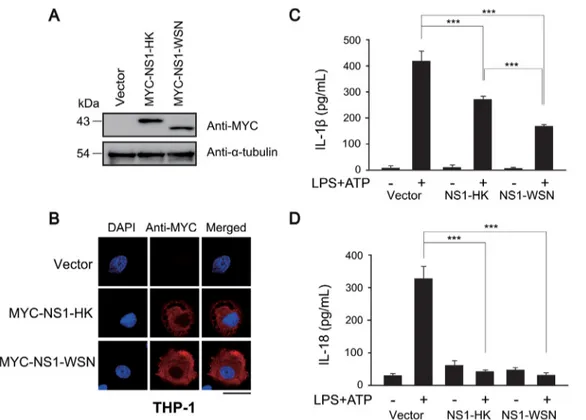 Fig 2. Expression of NS1 variants in THP-1 macrophage cells and their inhibitory effects on NLRP3 inflammasome
