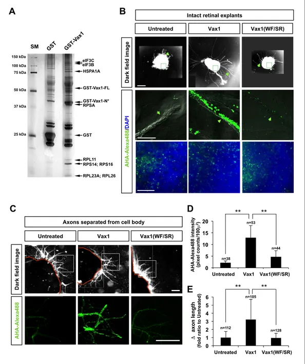 Figure 8. Imported Vax1 induces RGC axonal growth by stimulating local protein synthesis