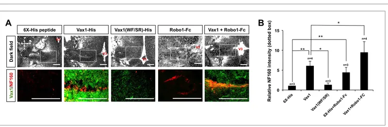 Figure 9. RGC axons re-grow in Vax1-implanted, Vax1 −/−  mouse brains. (A) The third ventricles of E13.5 Vax1 −/−  mouse-head slabs were implanted with 