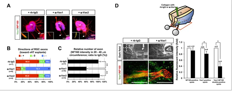 Figure 5. Secreted Vax1 protein is necessary for RGC axon growth. (A) vHTs and retinas isolated from E13.5 mouse embryos were co-cultured for 48 hr in  the presence of pre-immune rabbit IgG (rb-IgG; 1  μg/ml), anti-Vax1 (α-Vax1; 1 μg/ml), or anti-Vax2 (α-V
