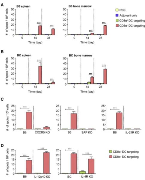 Figure 1. CD8 a DCs induce Tfh Cell- Cell-Dependent Antibody-Secreting Cells