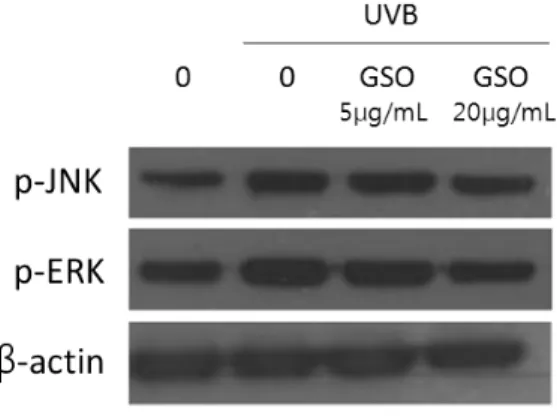 Fig. 4. Effect  of  Gentianae  sino-ornata   extract  on  protein  expression  levels  of  p-JNK  and  p-ERK  in UVB-irradiated HDF cells.