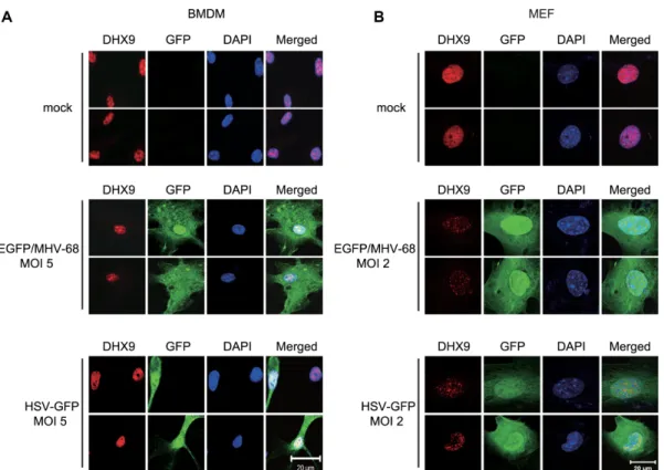 Figure 5. Nuclear DHX9 is not translocated to the cytosol after DNA virus infection in BMDMs and MEFs