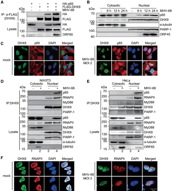 Figure 6. Endogenous DHX9 interacts with NF- ␬B p65 in MHV-68–infected fibroblasts and epithelial cells