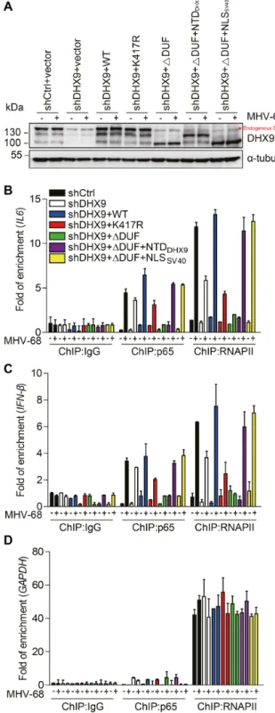 Figure 8. The ATPase /helicase activity of DHX9 is required for RNAPII