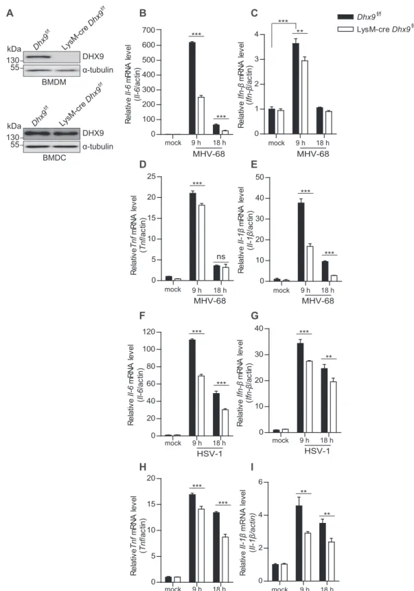 Figure 1. BMDMs from macrophage-specific DHX9 knockout mice display impaired innate immunity after DNA virus infection
