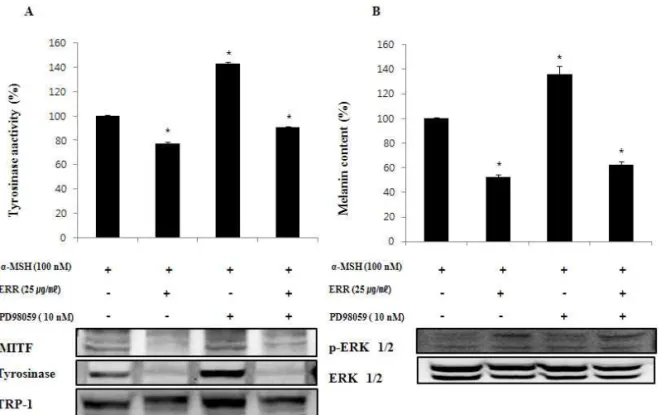 Fig.  9.  Effects  of  PD98059  on  celluar  tyrosinase  activity,  melanin  synthesis  and  phosporylation  of  ERK  in  ethanol  extract  Rosae rugosae  Flos treated B16F10 cells.